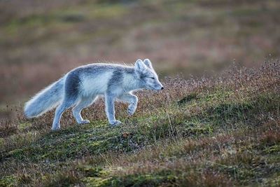 Renard Arctique - Spitzberg - Norvège