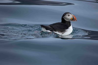 Oiseau macareux - Spitzberg - Norvège