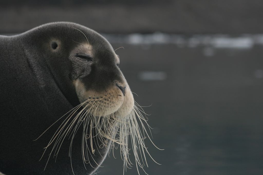 Image Croisière Spitzberg - Animaux polaires