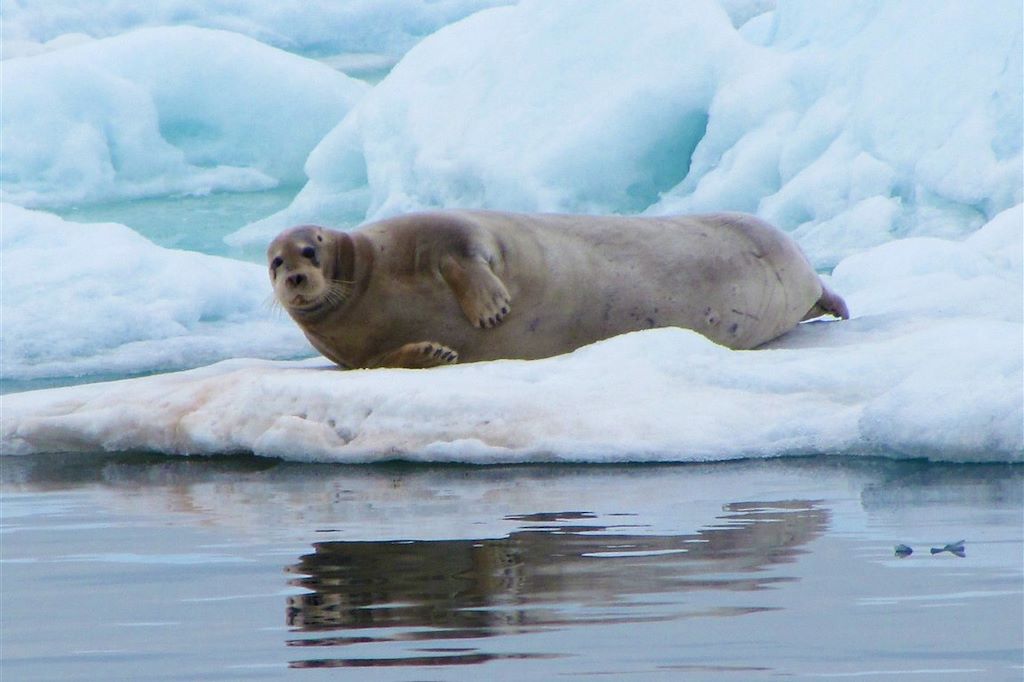 Image Croisière Spitzberg - Animaux polaires