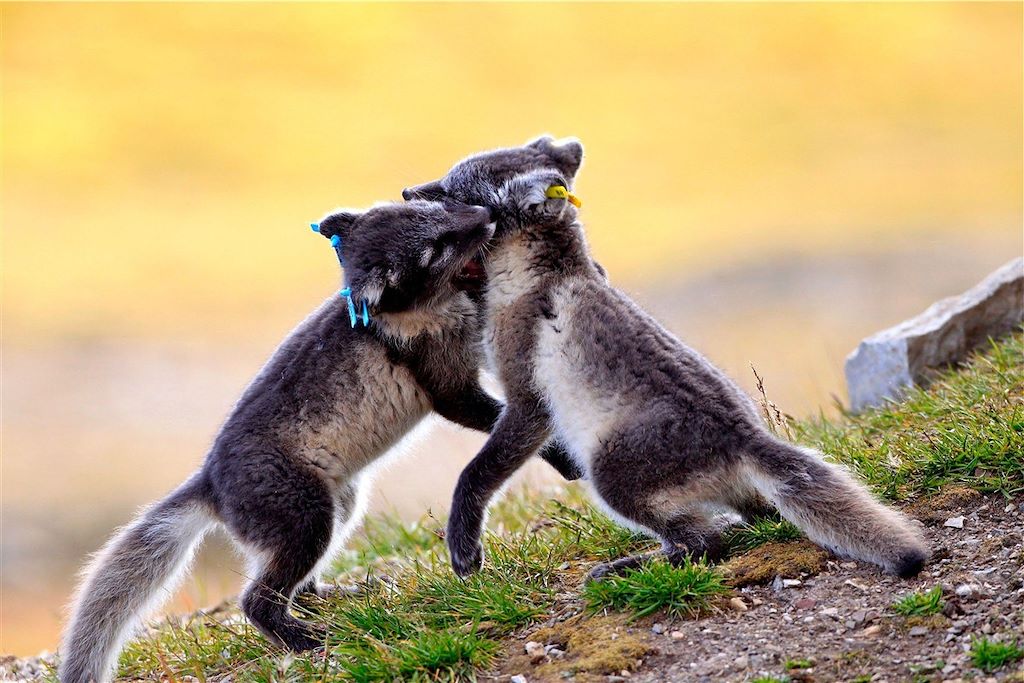 Image Croisière Spitzberg - Animaux polaires