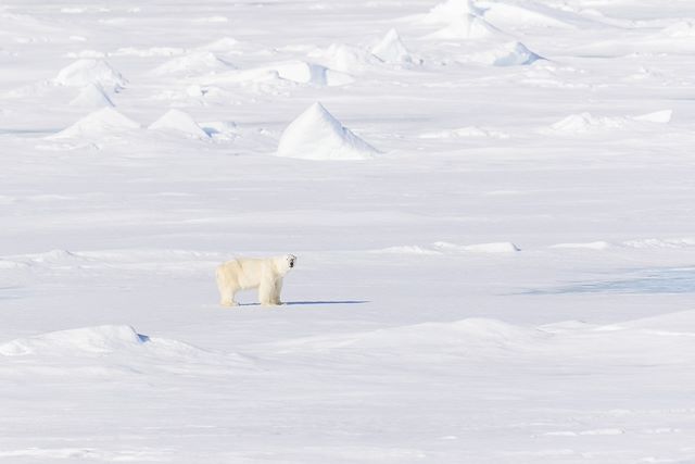 Voyage Le Spitzberg à la voile