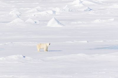 Observation animalière Spitzberg