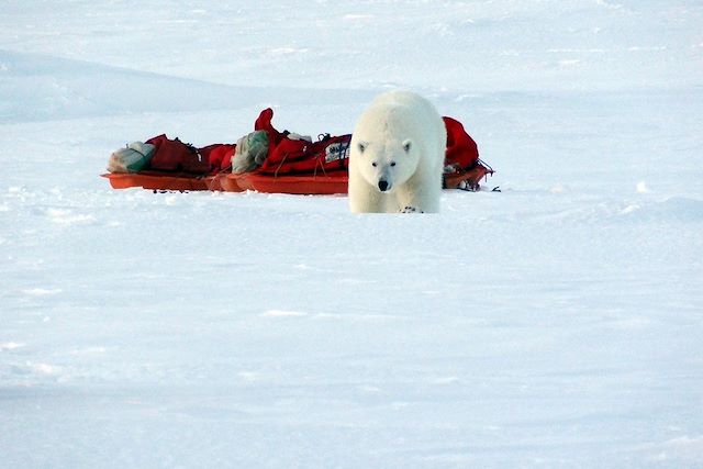 Voyage Sur la banquise avec les ours blanc au Spitzberg