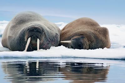 © istockphoto.com / Pauline S Mills - Observation des morses dans la Fjord Saint-Jean - Norvège Observation des morses dans la Fjord Saint-Jean - Norvège