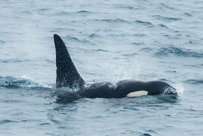 © Erwin Vermeulen/Oceanwide Expeditions - Fair Isle - Ecosse Fair Isle - Ecosse