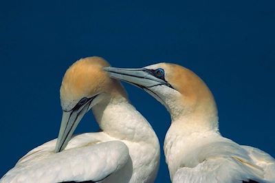 © Rinie Van Meurs/Oceanwide Expeditions - Fair Isle - Ecosse Fair Isle - Ecosse