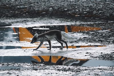 © Philippe Kunert  - Renard Arctique - Spitzberg - Norvège Renard Arctique - Spitzberg - Norvège