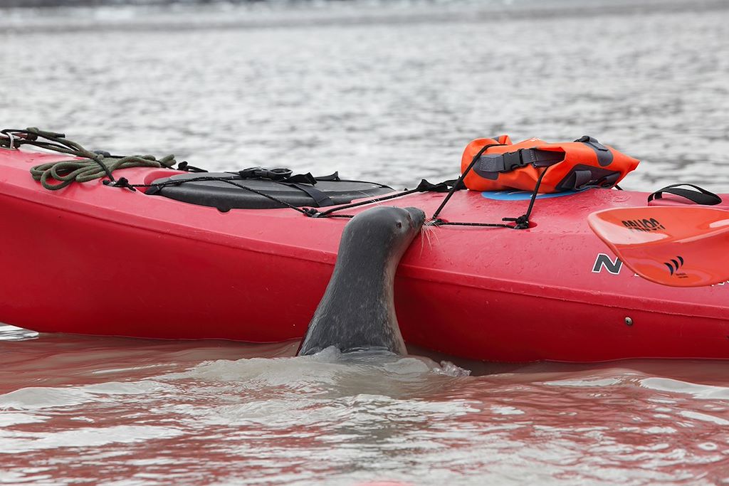 Image Voyage Spitzberg – Kayak Spitzberg - Visite des fjords