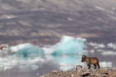 © Jon Decourt - Renardeau - Spitzberg - Norvège Renardeau - Spitzberg - Norvège