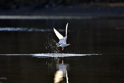 © Pierre Descotes - Spitzberg - Norvège Spitzberg - Norvège