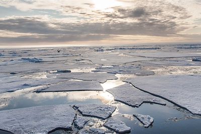 Observation animalière