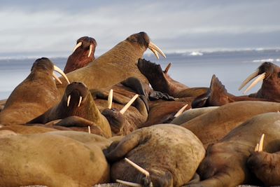 Morse - Spitzberg - Norvège