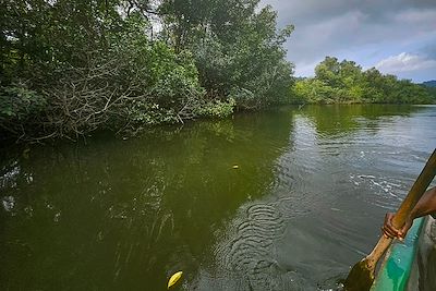 © Charlotte Bourdin-Habert - Mangrove - Sao Tomé-et-Principe Mangrove - Sao Tomé-et-Principe