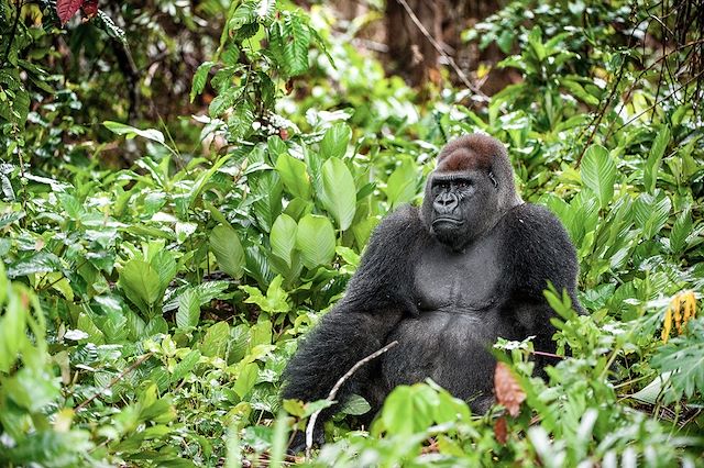 Safari Gabon