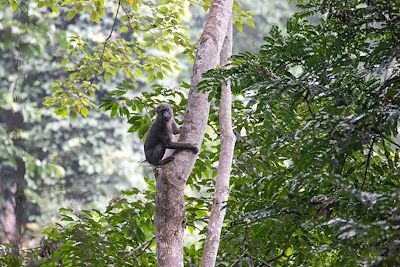 Singe - Parc national de la Lopé - Gabon