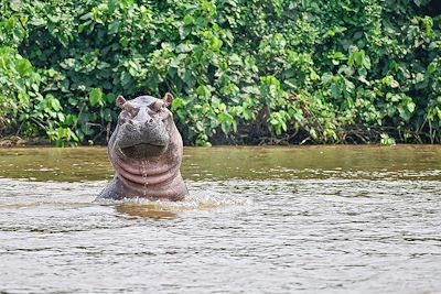 Hippopotame - Gabon