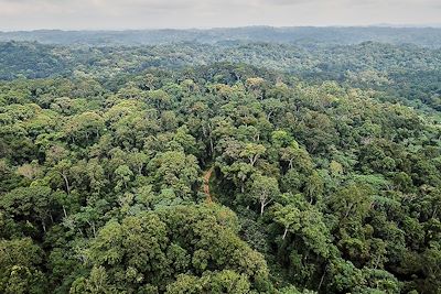 Vue aérienne de la jungle verte luxuriante du parc national de la Lopé - Gabon