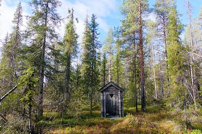 Forêt lapone - Suède