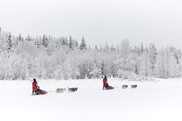 Voyage Dans les forêts de Laponie