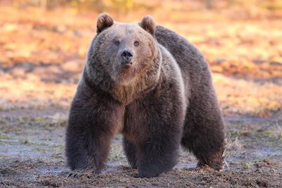 © Visit Finland / Guido Muratore - Ours brun - Finlande Ours brun - Finlande