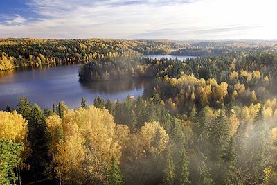Taïga à l'automne - Laponie - Finlande