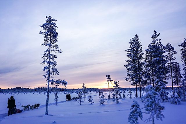 Voyage Traîneau à chiens au pays des Sami