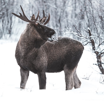 Observation animalière Laponie suédoise