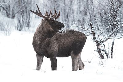 Voyage Neige Suède