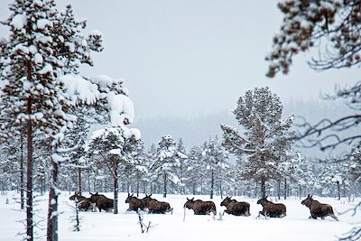 Voyage Neige Suède