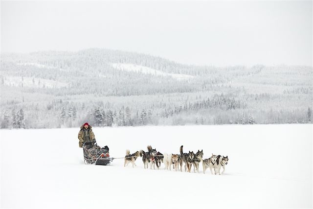 Traîneau à chiens Suède Laponie suédoise