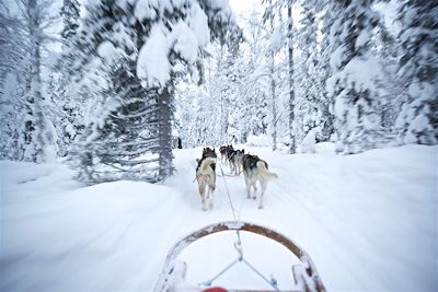 Découverte de la Laponie en traîneaux à chiens - Finlande