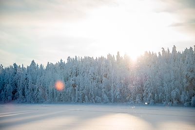 Forêt en Laponie - Finlande