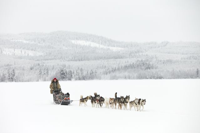 Image Traîneau à chiens au pays des Sami