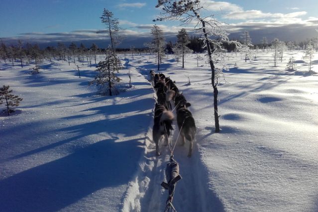 Séjour chien de traineau - Traîneau à chiens au pays des Sami
