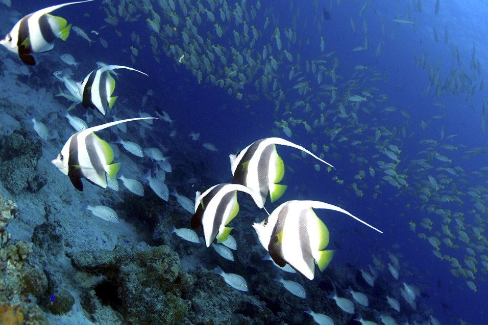 Image Randonnée Seychelles - Vélo Praslin - Snorkeling la Digue