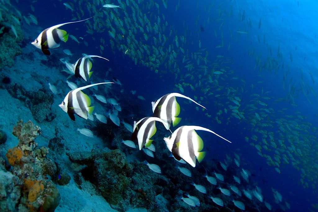 Seychelles : Bord de mer et îles