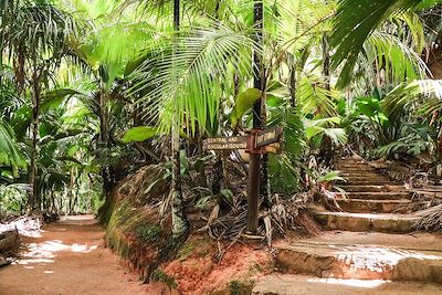 Parc national de la Vallée de Mai - Ile de Praslin - Seychelles