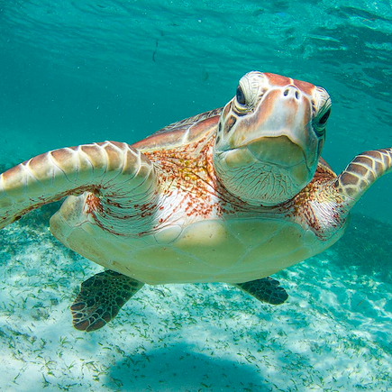 Baignade - Snorkeling Seychelles