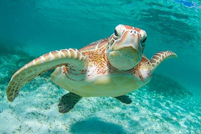 Tortue de mer - Seychelles 