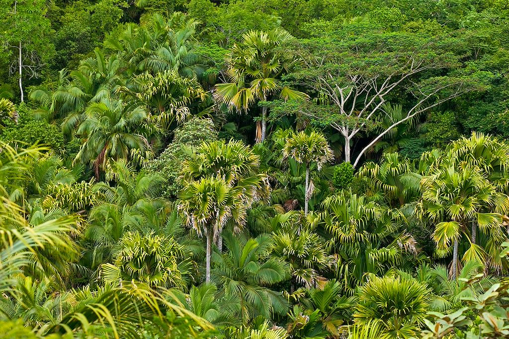 Image Praslin - vallée de mai - vélo à la Digue - Mahé - voyage aux seychelles