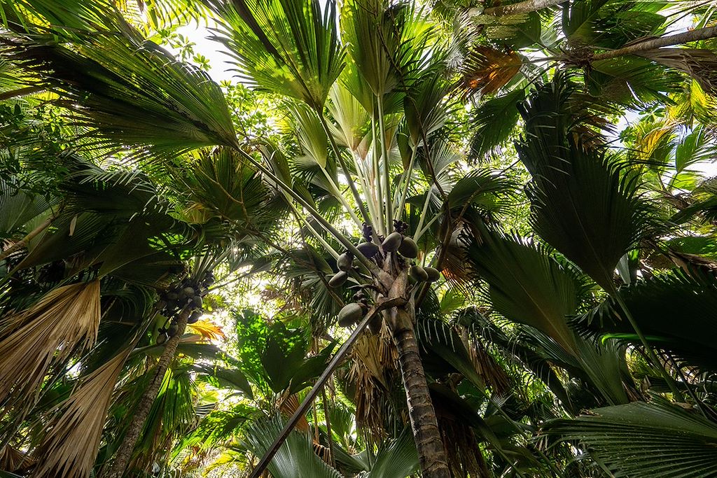 Image Praslin - vallée de mai - vélo à la Digue - Mahé - voyage aux seychelles