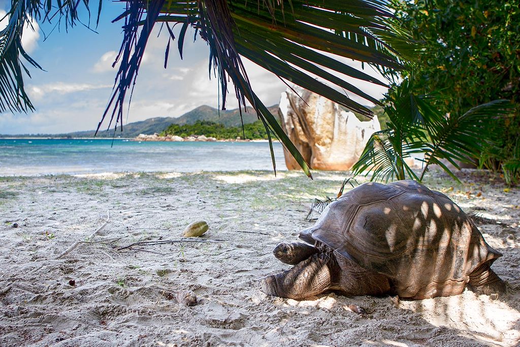 Image Praslin - vallée de mai - vélo à la Digue - Mahé - voyage aux seychelles