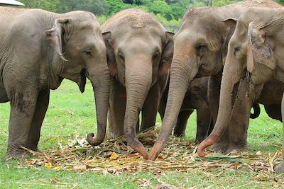 Elephant Nature Park - Chiang Mai - Thaïlande