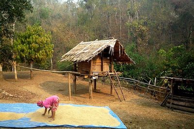 Randonnée et rencontres - Riz à sécher - Région de Chiang Mai - Nord-est de la Thaïlande