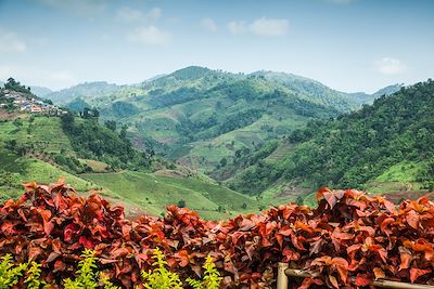 Thé - Province de Chiang Maï - Thaïlande