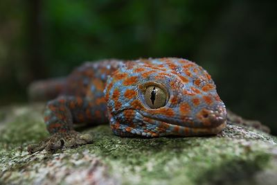 © DKart / iStock - Gecko - Thaïlande Gecko - Thaïlande