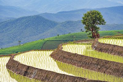 © DoctorEgg / iStock - Rizière - Province de Chiang Mai - Thaïlande Rizière - Province de Chiang Mai - Thaïlande