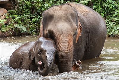 © santirf / iStock - Bain des éléphants - Thailande Bain des éléphants - Thailande