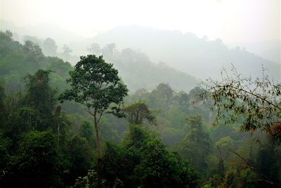 Randonnée et forêt luxuriante - Région de Chiang Mai - Nord-est de la  Thaïlande